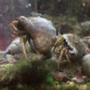 Meet your Posher, Alexa